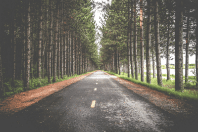 Road and trees